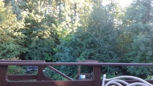 Backyard observations